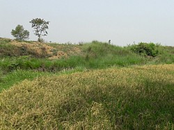 রাইপুর