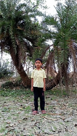 Hasim